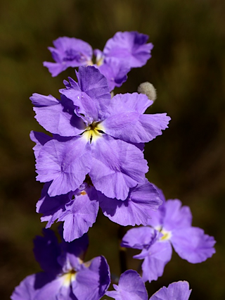 <i>Dampiera juncea</i> Species of flowering plant