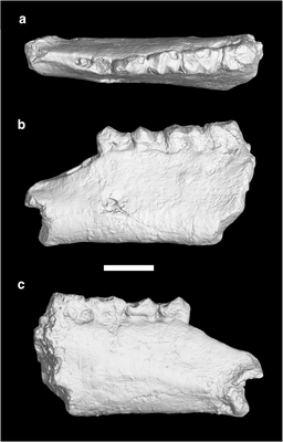 Lower jaw fragment of Danjiangia lambdodon