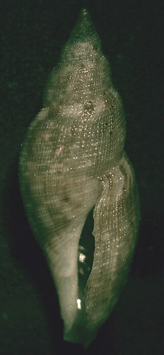 <i>Daphnella radula</i> Species of gastropod