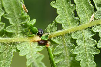 Dasineura pteridis (= Dasineura filicina) on Pteridium aquilinum