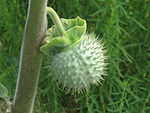 Datura fruit.jpg