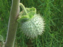 The poisonous fruit of the datura plant was claimed by some to be effective against coronavirus because it physically resembles the virus's virion. Datura fruit.jpg