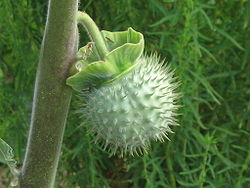 Datura fruit.jpg