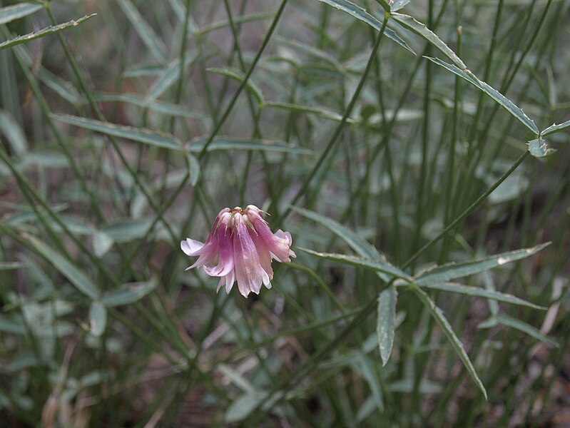 File:DeDecker clover, Trifolium dedeckerae (15763112218).jpg