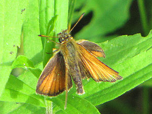 Delaware Skipper, Ottawa.jpg