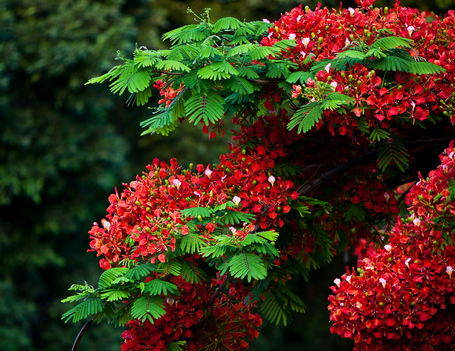 Цветущее дерево красными цветами. Delonix Regia (Делоникс). Делоникс осенью. Delonix Regia семена. Царское дерево.