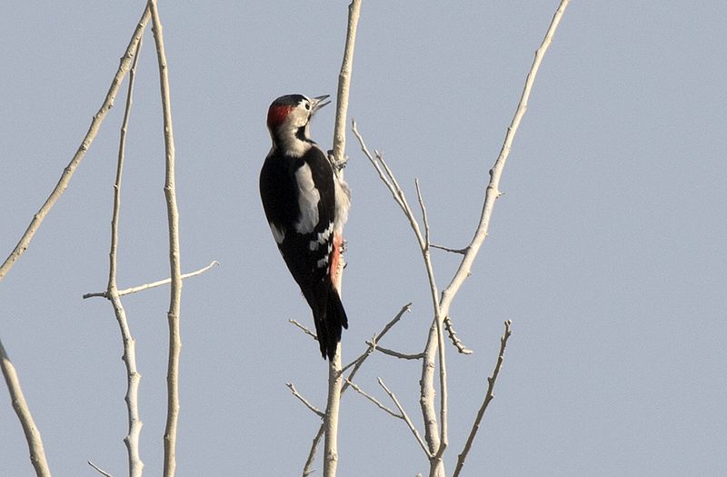 File:Dendrocopos syriacus - Syrian woodpecker, Adana 2016-1.jpg