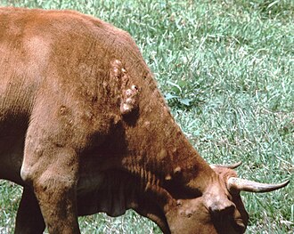 Furuncular myiasis at shoulder and neck of cow caused by infestation of Dermatobia hominis larvae. Dermatobia-hominis-infestation-cattle-2.jpg