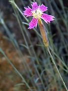 Dianthus lusitanus