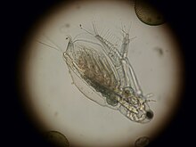 Diaphanosoma brachyurum 2.JPG