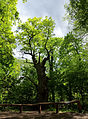 Dicke Marie ("Fat Mary") is a registered natural monument, said to be the oldest tree in Berlin.