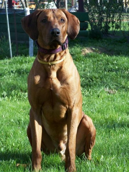 File:Didgeback male sitting.jpg