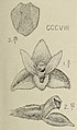 Bryobium retusum (as syn. Eria retusa) figure 308 in: Johannes Jacobus Smith: Die Orchideen von Java Figuren-Atlas - 4. Heft Leiden (1911) (Detail)