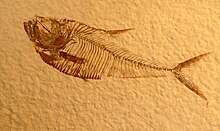 Diplomystus dentatus from the Green River Formation Split Fish Layer Diplomystus Dentatus prepared by Fossil Shack from the Green River Formation.jpg