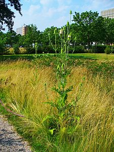 Dipsacus sativus Habitus