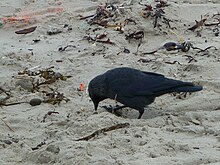 Esemplare cerca il cibo sulla spiaggia di Juist