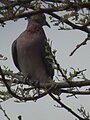 Doves in Tanzania 0585 cropped Nevit.jpg