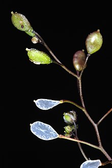 The seedpods split open to leave just the translucent membrane that separates the valves. DrabaV4.jpg