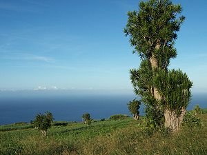 Dracaena reflexa on Réunion