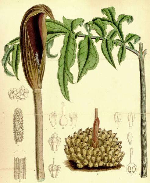 File:Dracontium asperum CBM.png