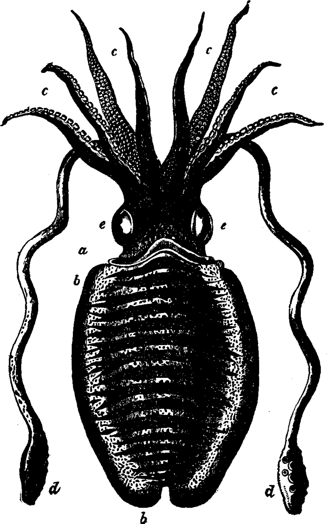 Какой тип характерен для каракатицы. Каракатица Жук. Sepia officinalis строение. Каракатица обыкновенная. Черная каракатица.