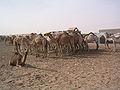 Ngamia nundu-moja sokoni huko Nouakchott, Mauritania