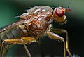 * Nomination Macro shot of a Dryope flaveola in France. Handheld stack of two pictures at 2.5:1 magnification. --Alexis Lours 10:45, 24 November 2023 (UTC) * Promotion  Support Good quality. --Ercé 14:58, 24 November 2023 (UTC)