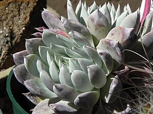 Dudleya candida