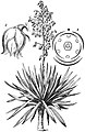 EB1911 - Liliaceae - Fig. 5.—Yucca gloriosa.jpg