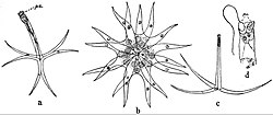 EB1911 Endospora - Spores of Actinomyxidia.jpg