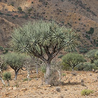 <i>Dracaena ombet</i> Species of plant