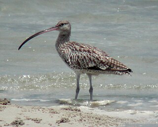 Sogam-do, Daegam-do, Zung-do, Ae-do and Hyengzedo Islands Important Bird Area