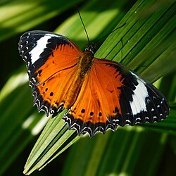 Eastern red lacewing.jpg