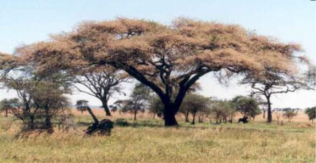 Vachellia tortilis