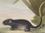 Thumbnail for White-faced spiny tree-rat