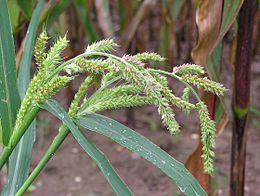 Paprastoji rietmenė (Echinochloa crus-galli)