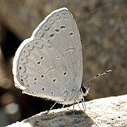 Celastrina echo