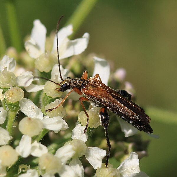 File:Echter Scheinbockkäfer Oedemera podagrariae male 0907.jpg