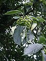 Feuillage et fruits.