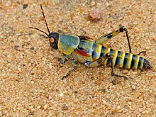 Elegant Grasshopper (Zonocerus elegans) (12716342645).jpg