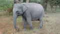 ملف:Elephant eating Yala Sri Lanka.ogv