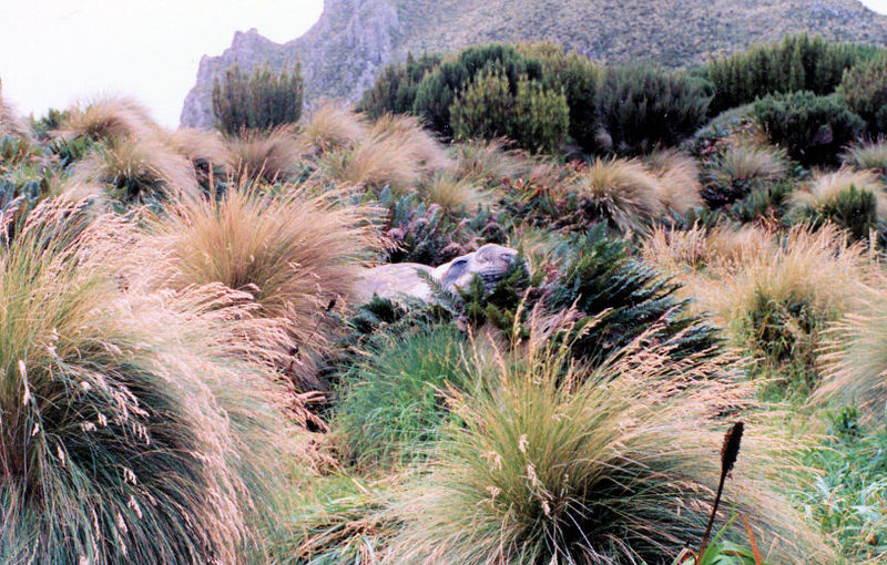 File:Elephantseal.jpg