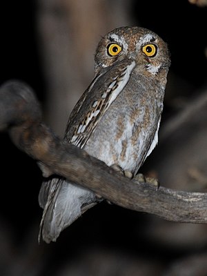 Elf Owl