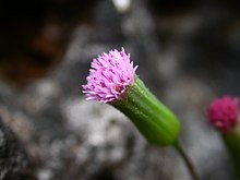 Emilia sonchifolia 4.jpg
