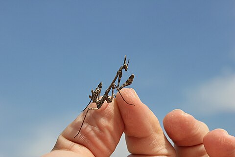 A conehead mantis on human’s fingers in the village of Dubrovo