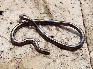 <i>Epictia borapeliotes</i> Species of snake