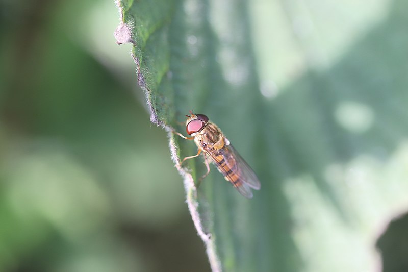 File:Episyrphus balteatus 203142974.jpg