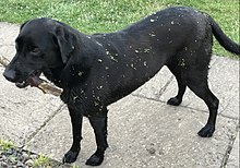 Example of epizoochory: Labrador retriever with hooked fruits detached from Geum urbanum burs trapped in fur after running through undergrowth Epizoochory - black Labrador with hooked Geum fruits in his fur.jpg