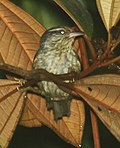 Thumbnail for Equatorial greytail