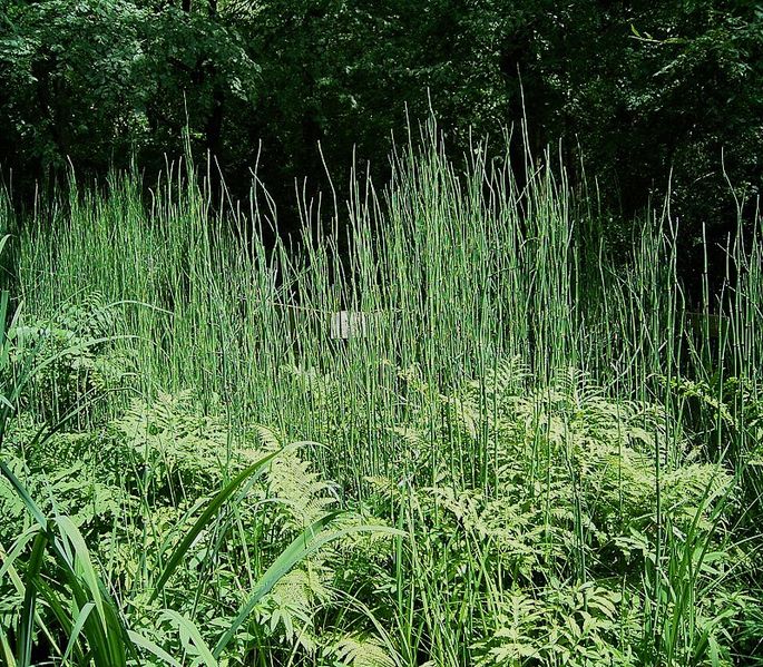 File:Equisetum giganteum 7 ies.jpg